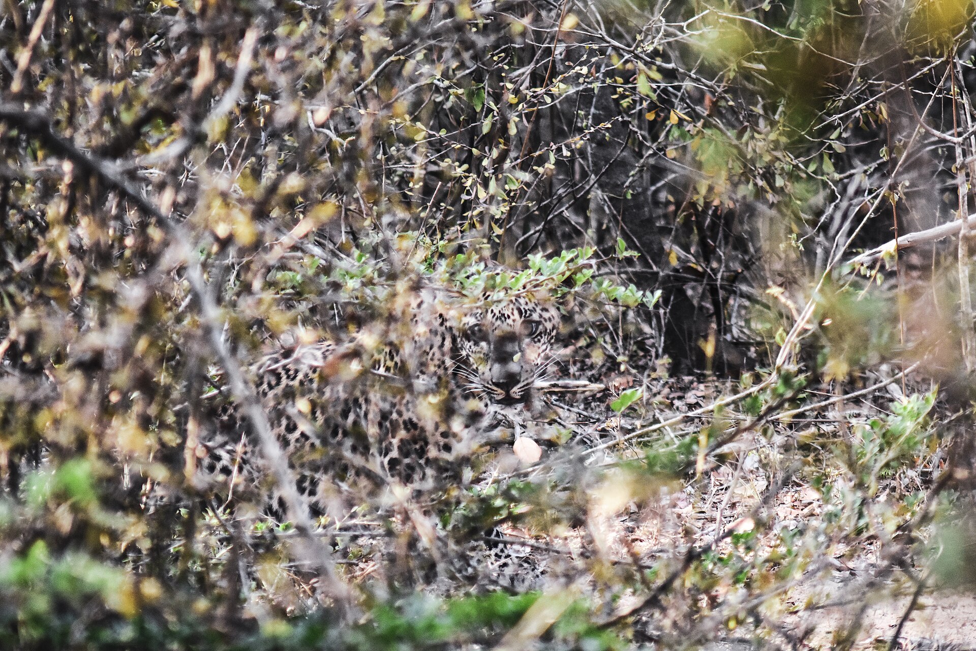 A Sri Lankan leopard resting in dry scrub in Yala National Park