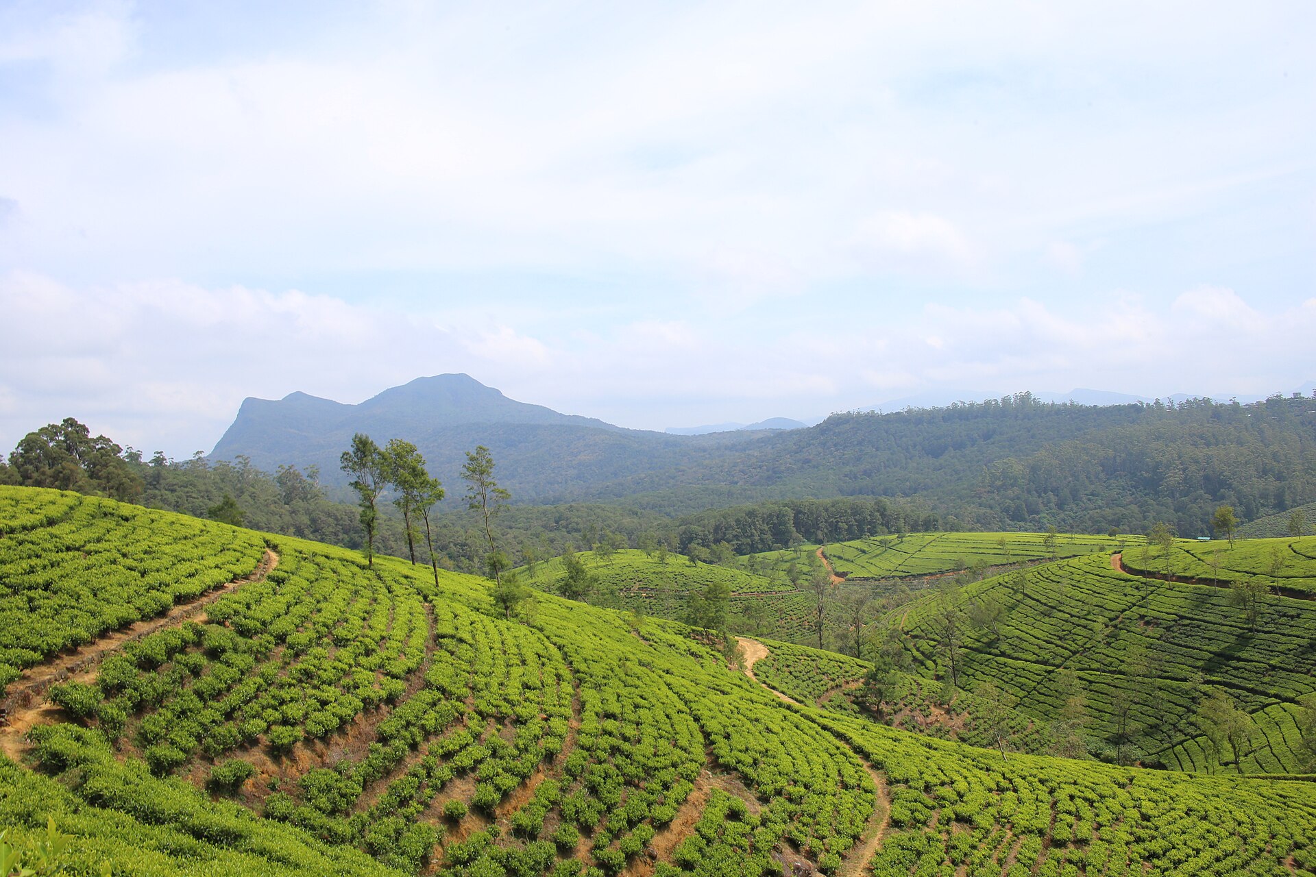 Terraced tea plantation slopes near Nuwara Eliya under low cloud